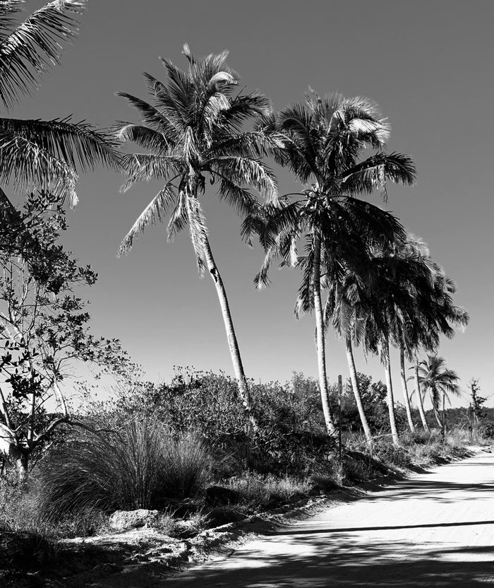 Black and white photo of palm trees along a dirt path, showcasing a tropical landscape.