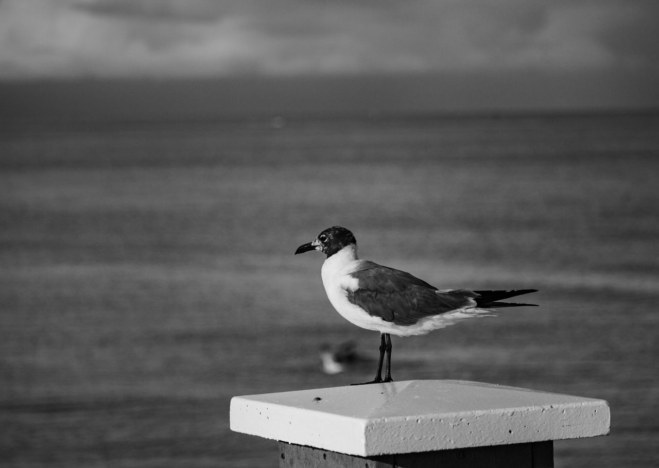 A solitary seagull perched on a post with a calm sea backdrop in Clearwater, Florida.